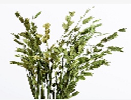 [GYP-XP-04 FH-077 PLANT] BAM SOUVENIR