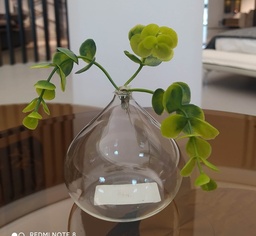 [GYP-XR-182 GLASS] BAM SOUVENIR