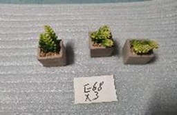 [GYP-KSWW-20 MINI PLANT] BAM SOUVENIR